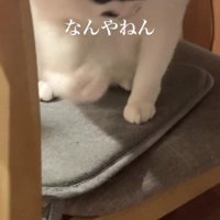 フェルトワッペンを落とす猫