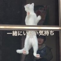 登り続ける猫
