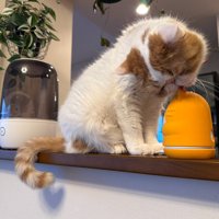 飼い主に見守られながら、見守りカメラを毛繕いする猫
