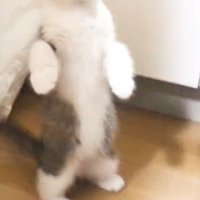 立つ猫