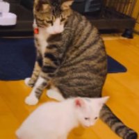 ケージから出てきた子猫