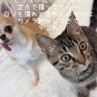 座っている猫と犬