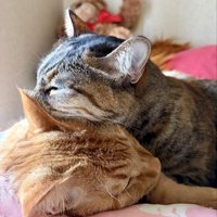 茶トラ猫の耳に顔を入れたまま眠ってしまった麦わら猫