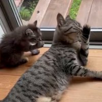 自分の手を舐める子猫と猫