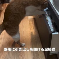 引き出しを開けている猫