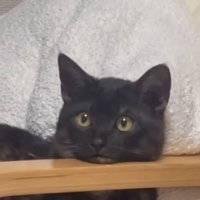 上を見る猫