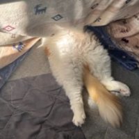 コタツで眠る猫