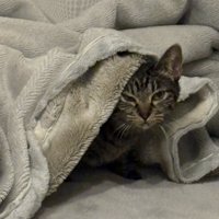 警戒中のいろはちゃん