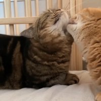 あごを毛づくろいしてもらう猫