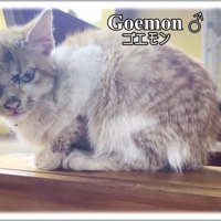 傷だらけの子猫