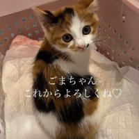 振り向く子猫