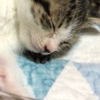 気持ちよさそうに眠る子猫