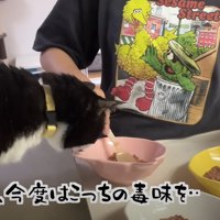 ごはんのお皿に顔を近づける猫