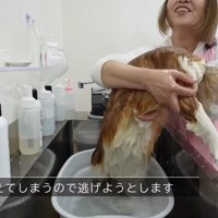 逃げようとします