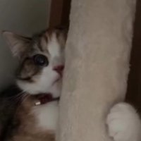 キャットタワーにしがみついて表情を強ばらせる猫