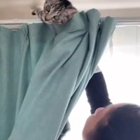 カーテンから顔を出す猫