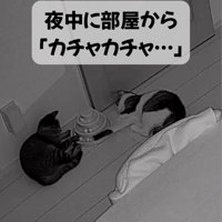 夜中に遊ぶ二匹の猫