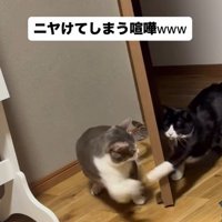 ドア越しに前足を出し合う2匹の猫