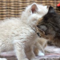 顔をつけるふたり