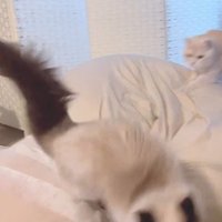 追いかけっこをするマンチカンとラグドール
