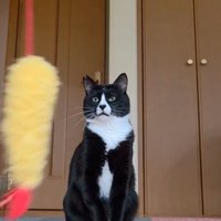 集中する猫
