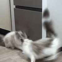 突撃する猫