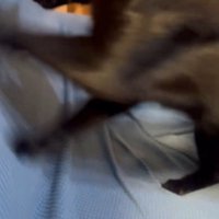 布を前足で引っ掻く猫