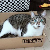 段ボール箱の中で座り込む猫