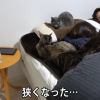 ベッドに集まる猫達