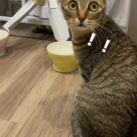時計をふり返るキジトラ猫