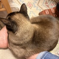 足に座る猫