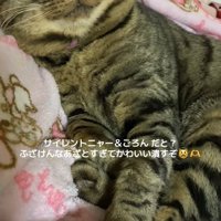 画面向かって右側に顔を向けたまま目を瞑っている猫