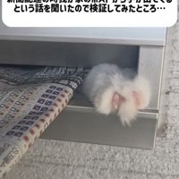 郵便受けから出てくるミックス猫の手