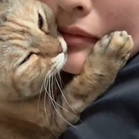 くっついている飼い主と猫