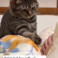 足を見つめる猫