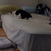 ベッドの奥で寝ている猫