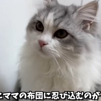 長毛種の猫の顔のアップ