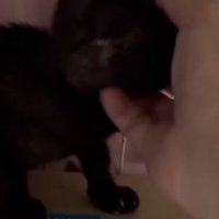 なでられる子猫