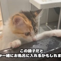 バスタブに前足をかけて覗き込む猫