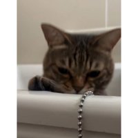 浴槽にいる猫