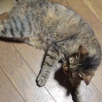 飼い主に手を放されて、上体を起こす猫