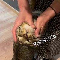 女性に甘える猫