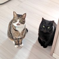 並んで立っているキジ白猫と黒猫