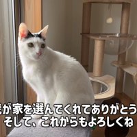 座って振り向く猫