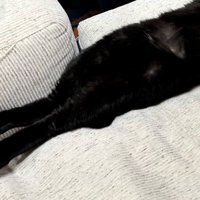 伸ばされた後ろ足