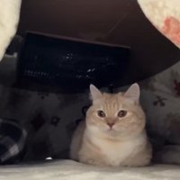 正座している飼い主の足とこたつの中で香箱座りをしてるカメラ目線の猫