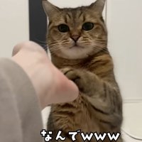 お手をする猫