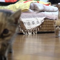 前足が片方浮く茶トラちゃん