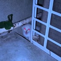 室外機の後ろにいる子猫