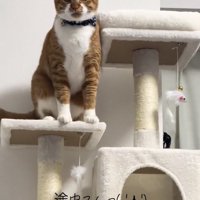 キャットタワーの上でお座りしている猫